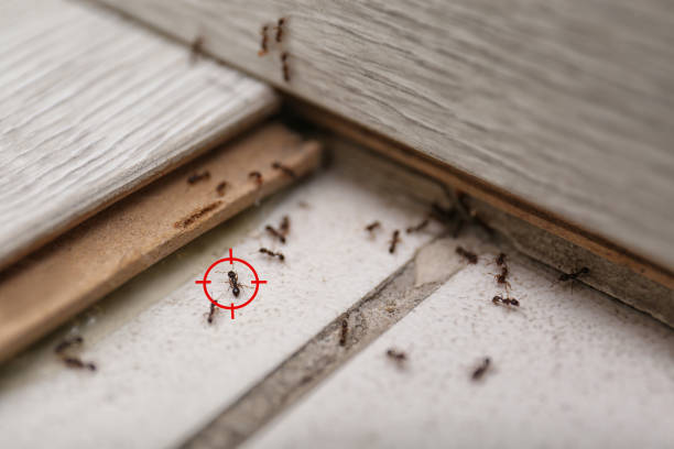 Best Mosquito Control Services  in Abbeville, AL