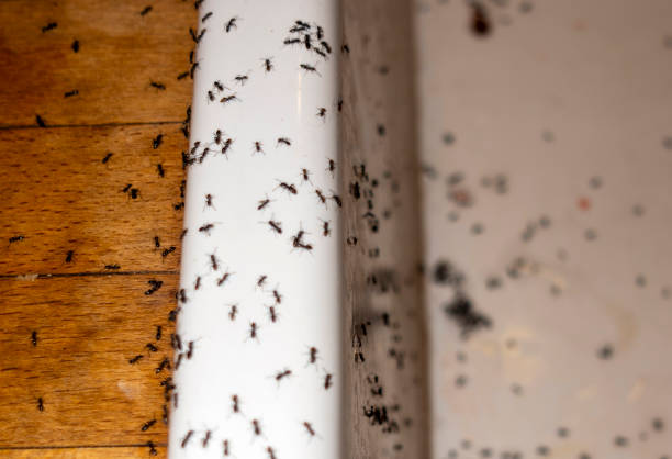Best Pest Inspection Near Me  in Abbeville, AL